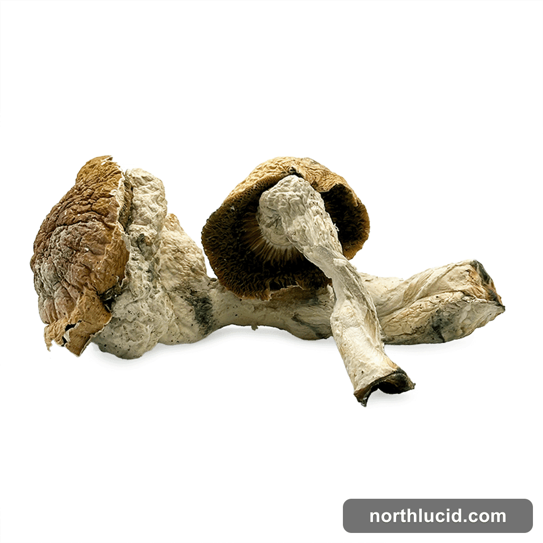 Old Dirty Penis Envy Magic Mushrooms $5/G - 1